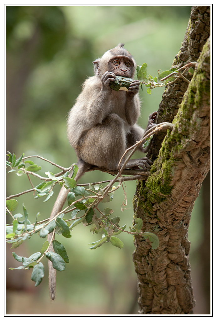 macaque-(29).jpg - "L'homme" à l'harmonica :-)