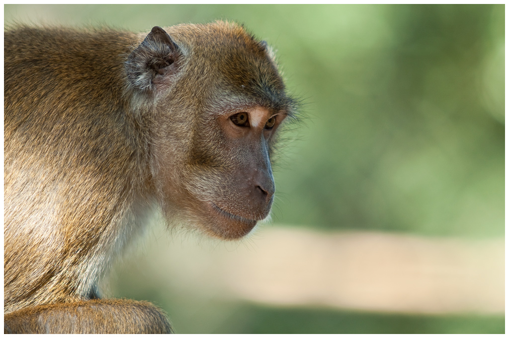 macaque1.jpg - Macaque, à la pinaide des singes de Labenne