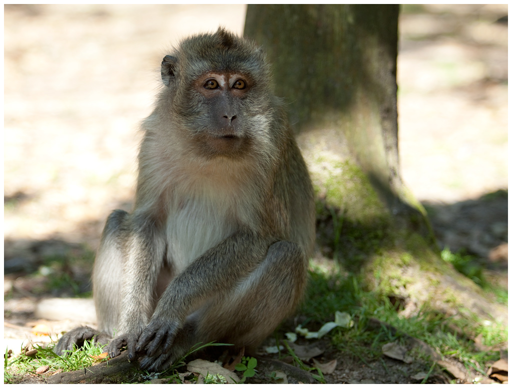 macaque2.jpg - Macaque, à la pinaide des singes de Labenne