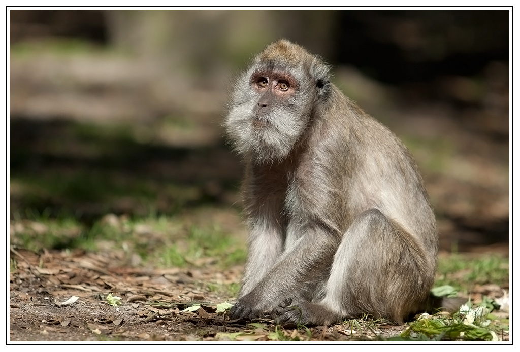 macaque3.jpg - Le doyen des macaques, 35 ans