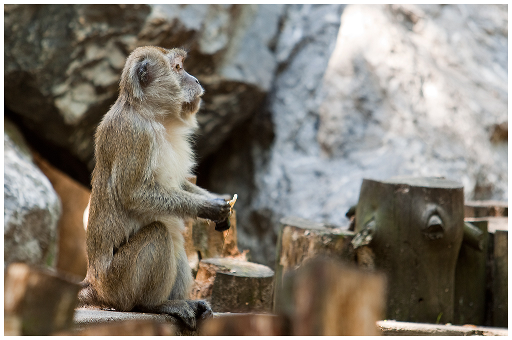 macaque4.jpg - Macaque, en pause
