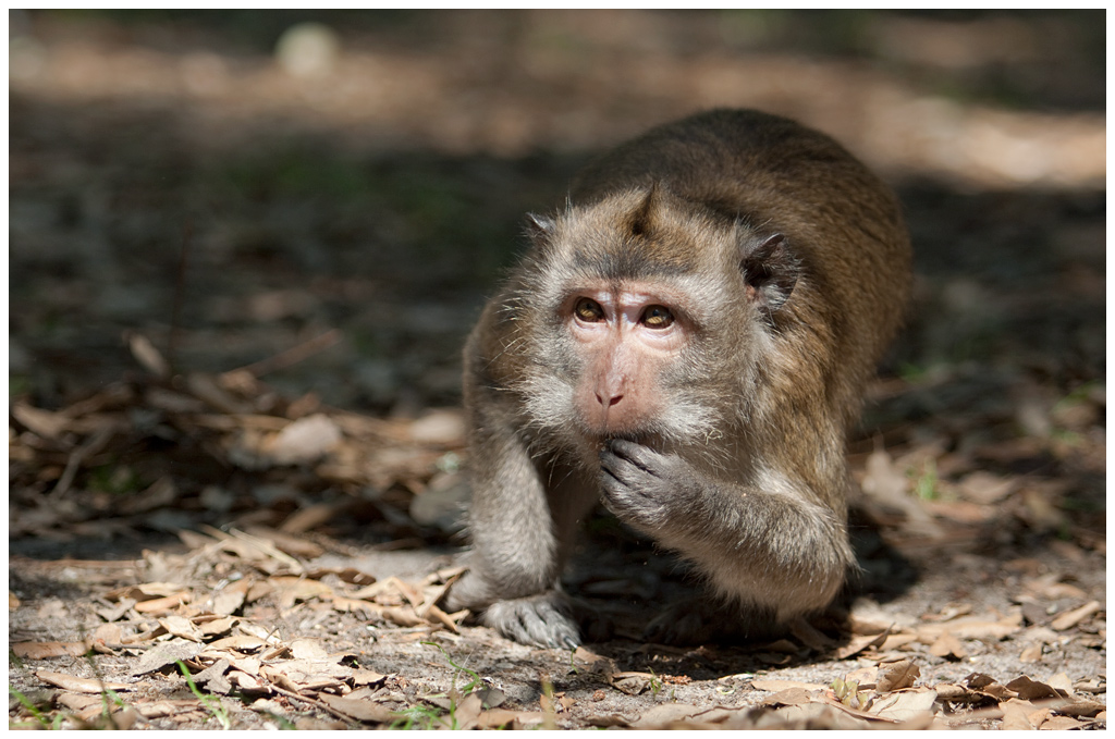 macaque5.jpg - Macaque, à la pinaide des singes de Labenne