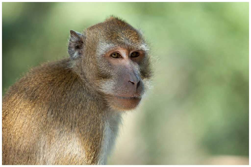 macaque6.jpg - Macaque, à la pinaide des singes de Labenne