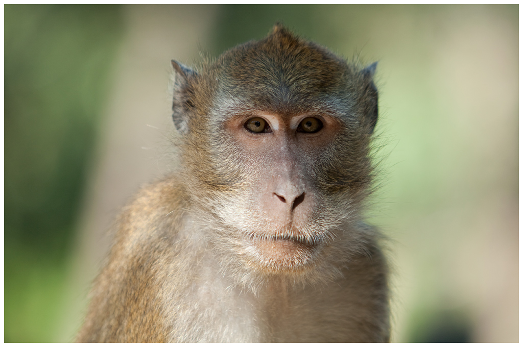 macaque7.jpg - Macaque, à la pinaide des singes de Labenne