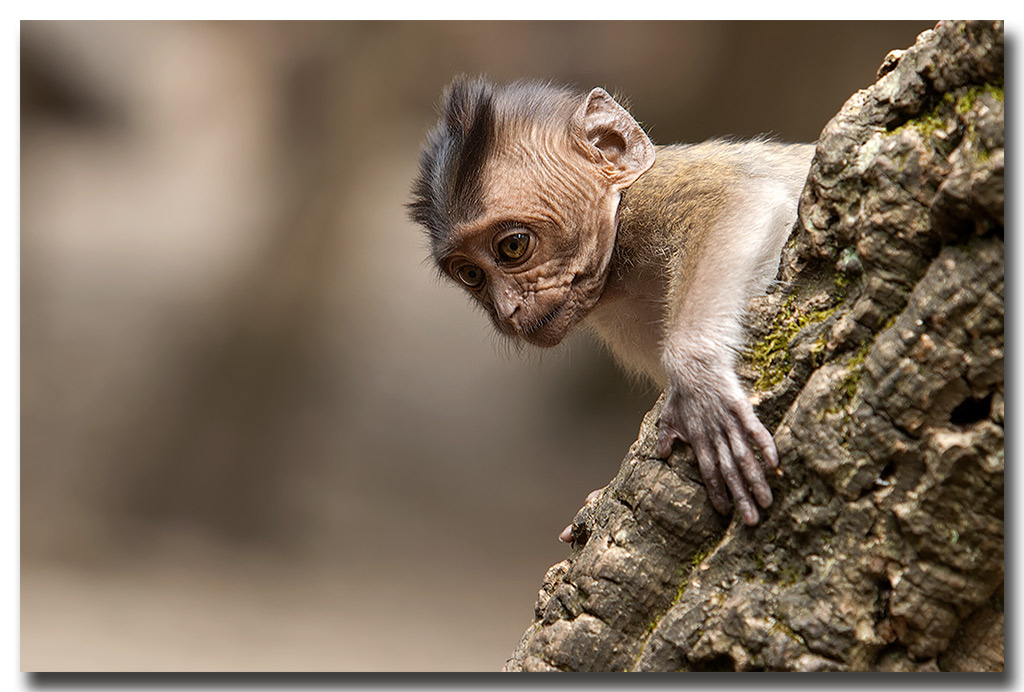 macaque_bebe.jpg - Bébé macaque