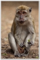 macaque-(14)