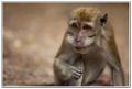 macaque-(15)