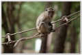 macaque-(16)