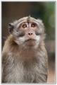 macaque-(18)