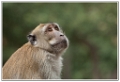 macaque-(23)