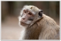 macaque-(27)