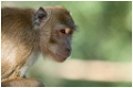 macaque1