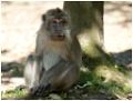 macaque2