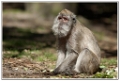 macaque3