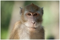 macaque7