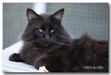 novak13
