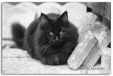 6-mois5_noir-et-blanc